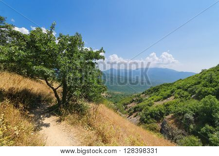 tree on the edge of the trail / bright summer photo Demerdzhi Mountain Crimea