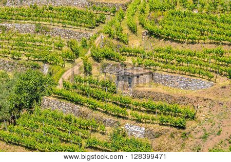 Landscape with vines on the hillside in the National park of Cinque Terre, Italy