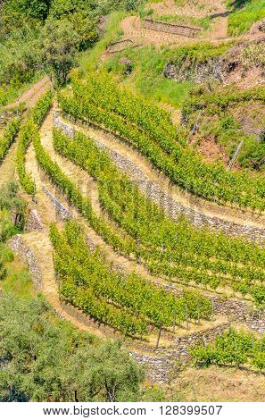 Landscape with vines on the hillside in the National park of Cinque Terre, Italy