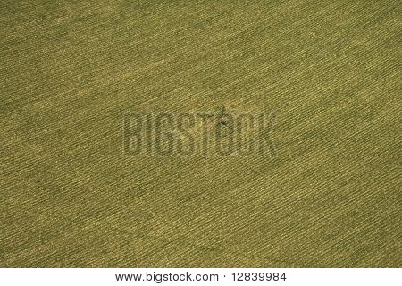 Veduta aerea di colture coltivate.