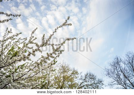close-up shot of apricot blooming, white flowers