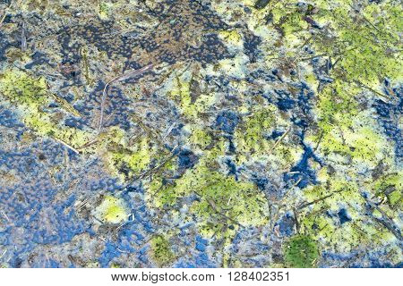 green swamp texture with mud and dirt
