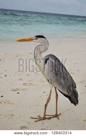 heron on the sand beach in maldives