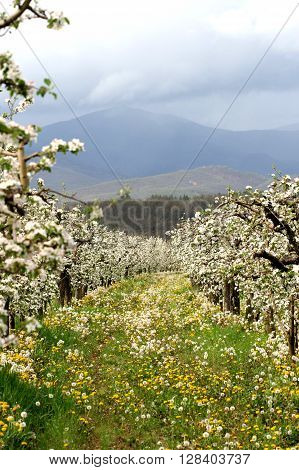 picture of a blooming apple trees in spring, in resen, macedona