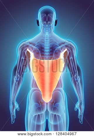 3D Illustration Of Latissimus Dorsi.