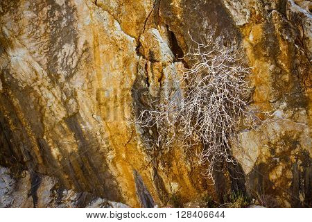 Dry bush on rocky wall - Hard life concept image