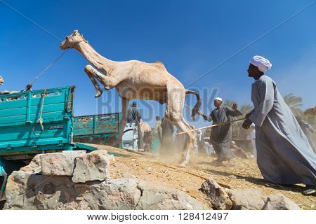 DARAW, EGYPT - FEBRUARY 6, 2016: Local camel salesmen on Camel market loading camels to trucks.
