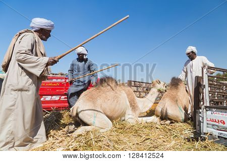 DARAW, EGYPT - FEBRUARY 6, 2016: Local camel salesmen on Camel market unloading camels from pick up trucks.