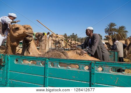 DARAW, EGYPT - FEBRUARY 6, 2016: Camels loaded on the back of the truck at Camel market.