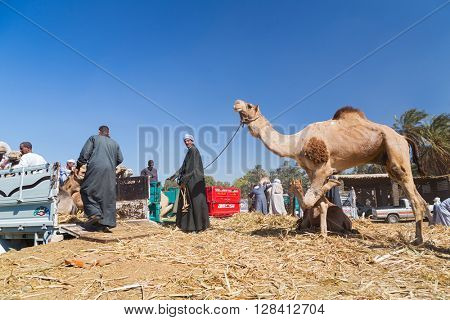DARAW, EGYPT - FEBRUARY 6, 2016: Local camel salesmen on Camel market unloading camels from pick up trucks.