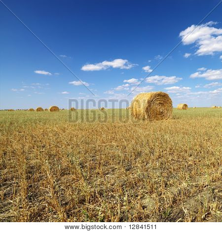 Campo rurale con balle di fieno circolare.