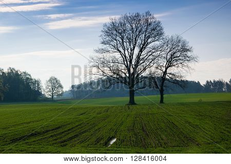 Spring countryside landscape. Oaks growing on the new green field