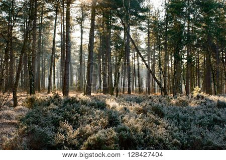 Sun rays hitting the frosted plants in a forrest on a cold winter morning