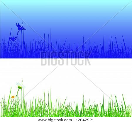 Field grass