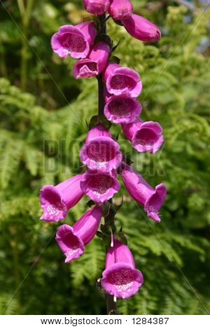 Salvaje dedalera (Digitalis Purpurea), Islas de Scilly, Cornwall