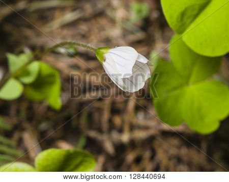 Common Wood Sorrel Oxalis acetosella flower macro with leaves defocused selective focus shallow DOF