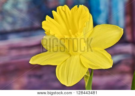 Close up Yellow daffodil with wood background
** Note: Shallow depth of field