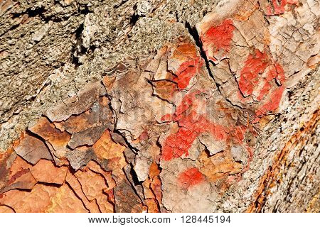 Barck In The Abstract  Of A Tree   Texture