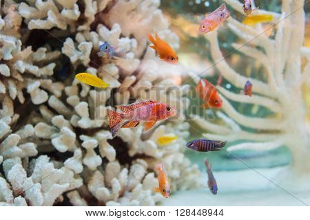 Aquarium goldfish and white coral in glass cabinet