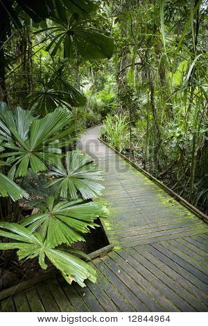 Passerella in legno attraverso lussureggianti piante nella foresta pluviale di Daintree, Australia.
