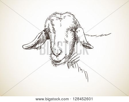 Sketch of goat's head hornless Hand drawn illustration Isolated