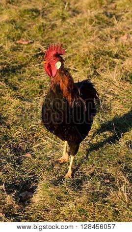 Cock eat dry grass in spring time