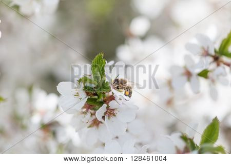 Macor Honey Bee harvesting pollen from Cherry Blossom