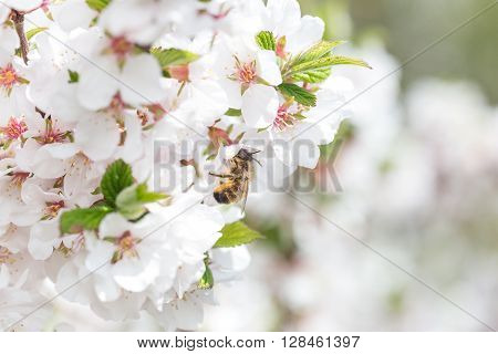 Macor Honey Bee harvesting pollen from Cherry Blossom