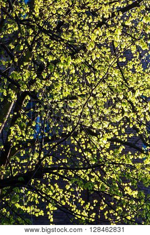 tree with springlike young leaves in backlit