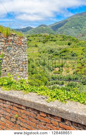 Landscape with vines on the hillside in the National park of Cinque Terre, Italy