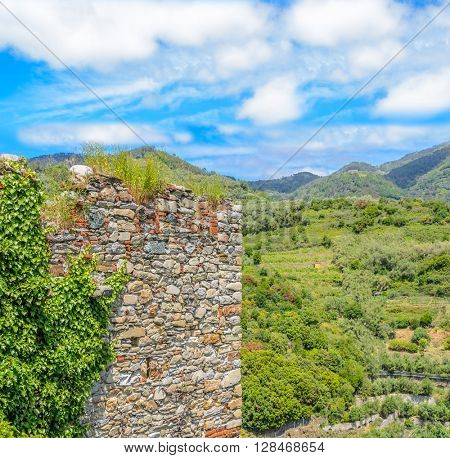 Landscape with vines on the hillside in the National park of Cinque Terre, Italy