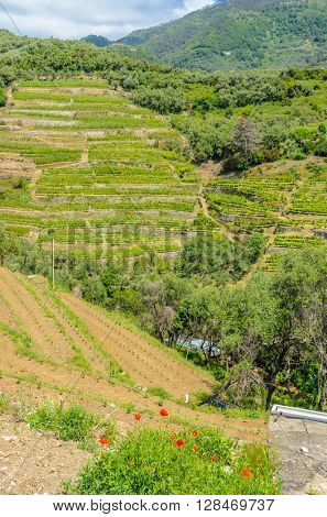Landscape with vines on the hillside in the National park of Cinque Terre, Italy