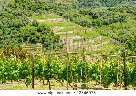 Landscape with vines on the hillside in the National park of Cinque Terre, Italy