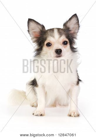 Chihuahua