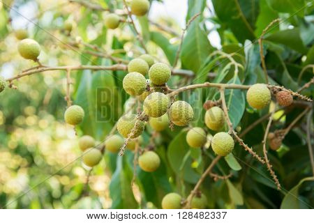 Young longan , in griculture north of  ThaiLand