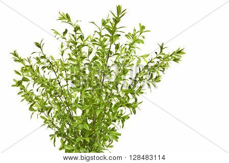 Young spring privet twigs with leaves on a white background. Several twigs of young green leaves. Spring.