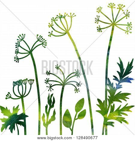 dill plants, floral composition with wild plants drawing in watercolor, drawing floral card,  watercolor artistic nature background, hand drawn illustration