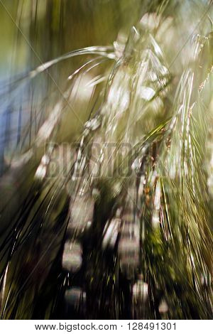 Abstract Conifer Branch