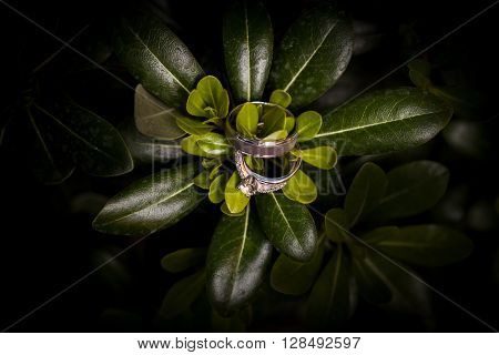 Engagement rings lying on green leaves. White gold diamond wedding rings.