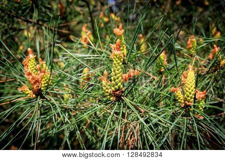 abstract pine brunch with young strobile