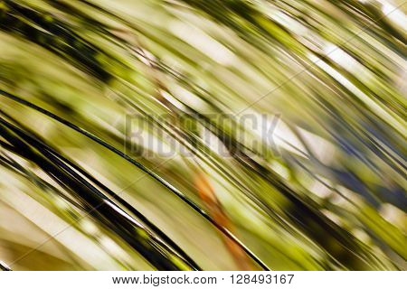 Abstract Conifer Branch