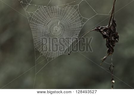Cobweb with small dews during fog in the morning