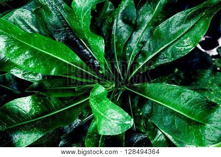 fresh tropical green leafs with rain drops