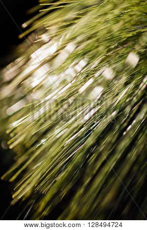 Long Leaf Pine