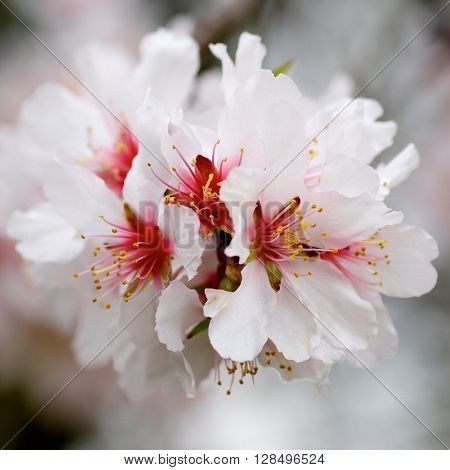 Beauty White and Red Cherry Blossoms on Blurred Cherry Tree Branches closeup. Focus on Pistil with Pollen