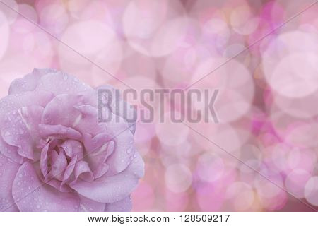Beautiful water drop on pink roses on a soft background