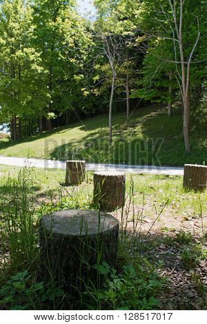 Stump of a cut tree on green grass field in park
