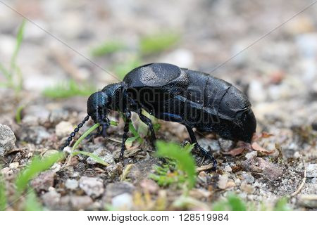 This is a Meloe proscarabaeus a smal blue / black beetles.