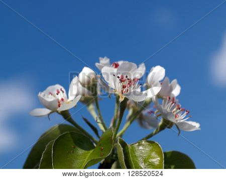 Closeup view of burgeons of the pear branch with aphis on leaves against the blue sky.