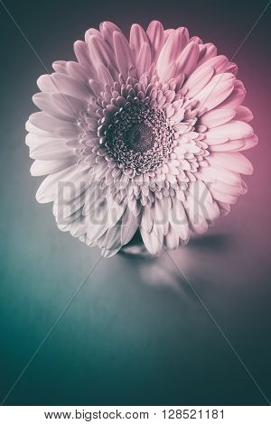 Gerber flower on a dark background. Color vintage toning selective focus